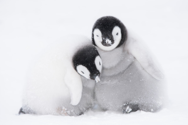 Emperor (Penguins) bölümü İngiltere’de gösterildiğinde müthiş olumlu tepkiler aldı. Normalde çekim sırasında hiçbir müdahalede bulunmayan çekim ekibi bu sefer bir istisna yaparak penguenleri fırtınada mahsur kalıp donmaktan kurtardılar.